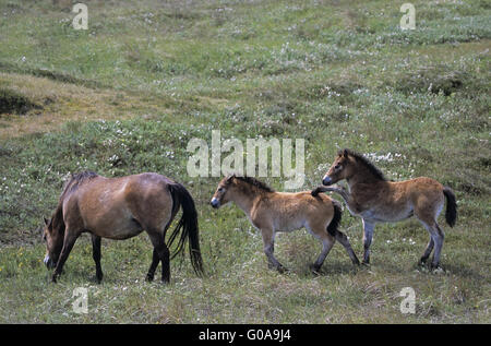 Exmoor Pony Stute und Fohlen spielen in den Dünen Stockfoto