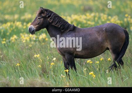 Exmoor Pony Stute steht eine sumpfige Wiese Stockfoto