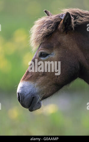 Exmoor Pony Stute steht eine sumpfige Wiese Stockfoto