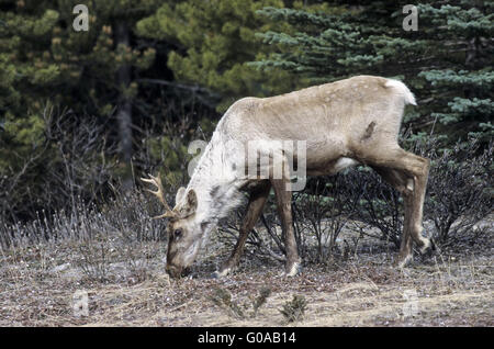 Wandernde Woodland Caribou Kuh im Frühling Stockfoto