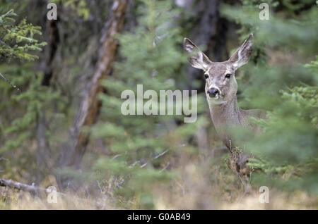 Schwarz - Tailed Hirsche Hind im Frühling Stockfoto