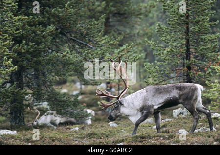 Bull Rentier in der Brunftzeit Stockfoto