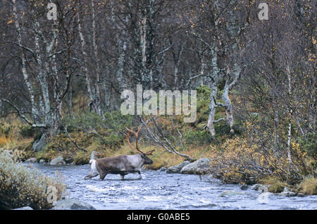 Bull Rentiere überqueren eines Flusses in der Brunft Stockfoto