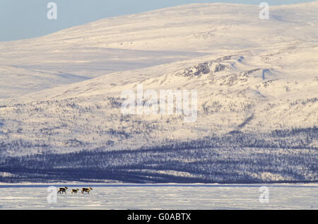 Rentier Hind und Kalb auf gefrorenen See Tornetraesk Stockfoto