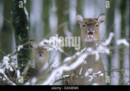 Porträt eines Hind Dybowski Sika Hirsch und Reh Stockfoto