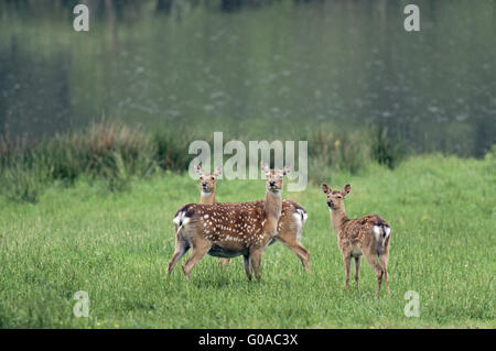 Sika Deer Hinds und Kalb im Sommer Fell Stockfoto