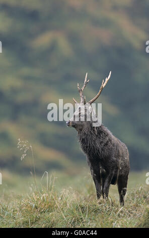 Japanische Sika Hirsch Hirsch in der Brunft Stockfoto