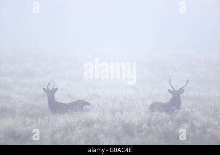 Japanische Sika Hirsche im Morgennebel Stockfoto