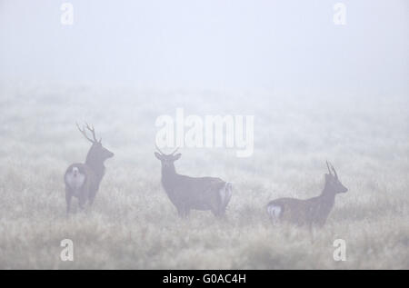 Japanische Sika Hirsche im Morgennebel Stockfoto