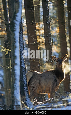 Kuh Elch stehend in einem Fichtenwald im winter Stockfoto