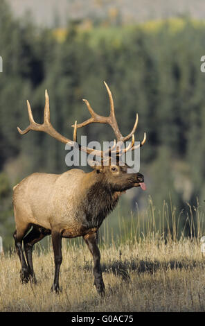 Stier Elch in der Brunft im Morgenlicht Stockfoto
