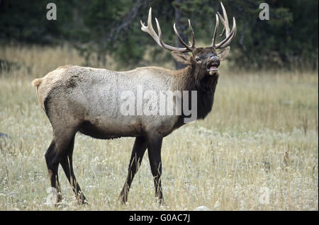 Stier, Elch in der Brunft - (American Elk) Beduftung Stockfoto