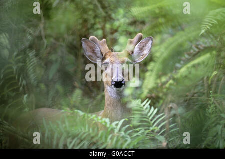 Weiß - angebundene Rotwild Hirsch mit Samt bezogene Geweih Stockfoto