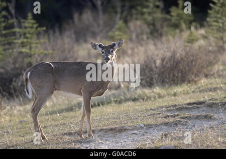 Weiß - angebundene Rotwild Hirsch mit Samt bezogene Geweih Stockfoto