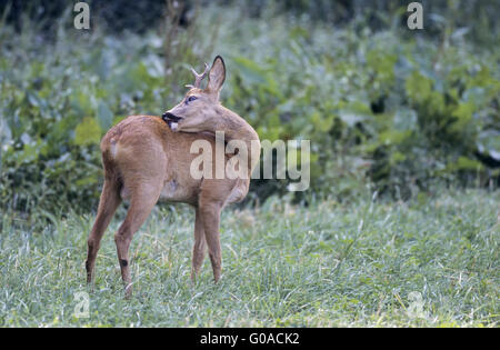 Junge Rehe Bock mit abnormen Geweih Pflege Stockfoto