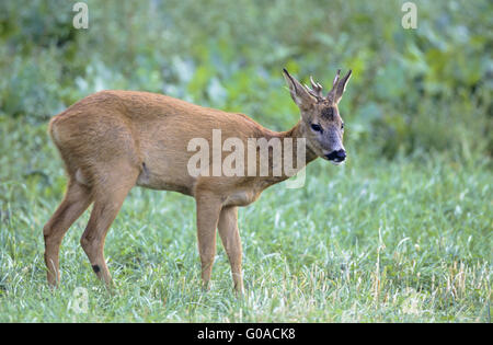 Junge Rehe Bock mit abnormen Geweih Stockfoto