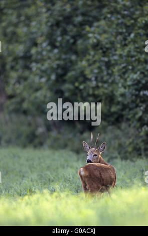 Reh Bock stehen in hoher vegetation Stockfoto