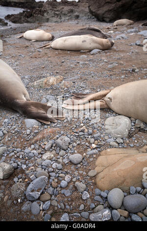 Weiblichen nördlichen See-Elefanten (Mirounga Angustirostris) Verlegung auf der Küstenlinie von einer felsigen Strand. Kalifornien, USA. Stockfoto