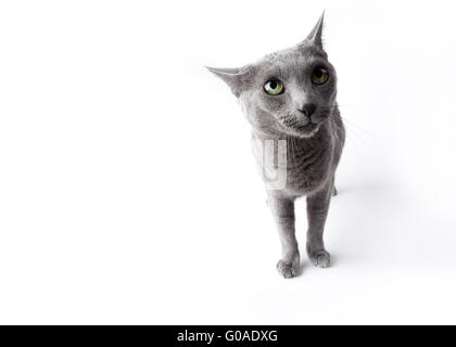 Lustig aussehende Katze isoliert auf weißem Studioaufnahme Stockfoto