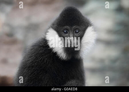 NORTHERN WEIßE-CHEEKED GIBBON Stockfoto