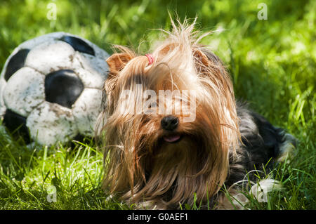 Yorkshire Terrier liegend auf grünen Wiesen und alten sha Stockfoto