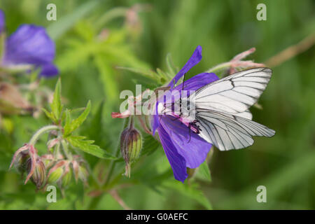 Schwarz geäderten weißer Schmetterling Stockfoto