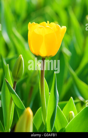 Close view of two yellow tulips with green background Stockfoto