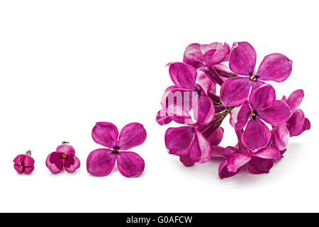 Gowth Stadien der Blume Flieder, Syringa Vulgaris, isoliert auf weiss Stockfoto