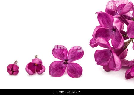 Gowth Stadien der Blume Flieder, Syringa Vulgaris, isoliert auf weiss Stockfoto