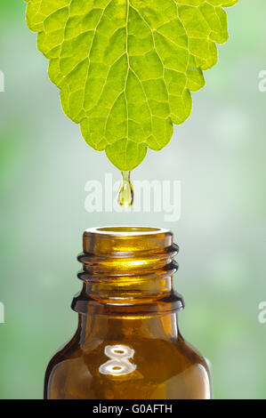 Drop der Heilpflanze fällt in medizinische Flasche Stockfoto