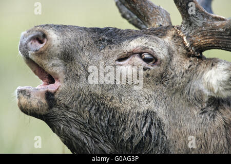 Porträt von einem brüllenden Rotwild Hirsch Stockfoto