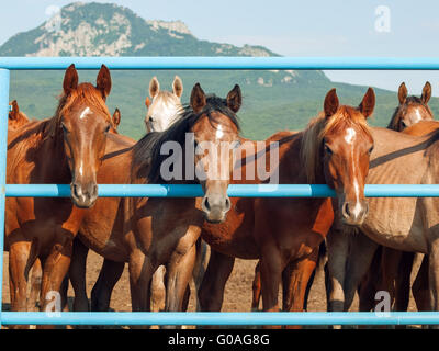 Herde von jungen arabischen Stuten am Berg-Hintergrund Stockfoto