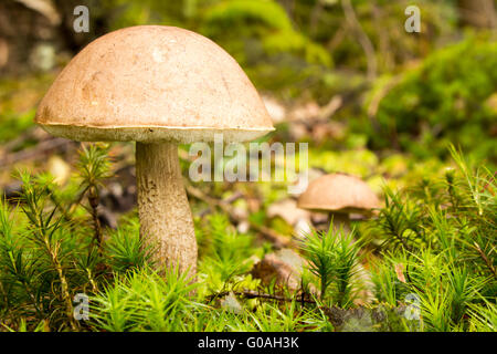 Birke Bolete 01 Stockfoto