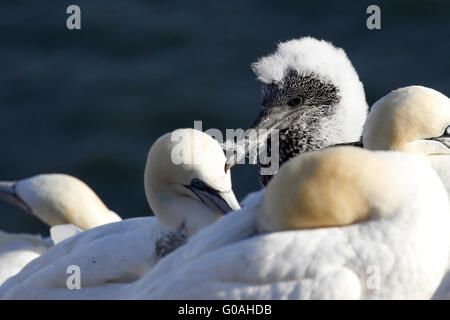 Junge Basstölpel / Morus Bassanus Stockfoto