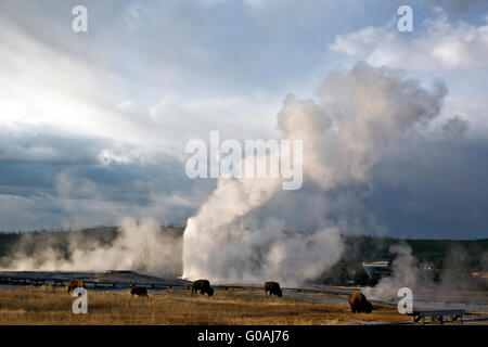 WY01586-00... WYOMING - Bisons grasen im oberen Geysir-Becken des Yellowstone National Park. Stockfoto