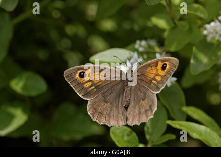 Maniola Jurtina, Wiese braun Schmetterling (weiblich) Stockfoto
