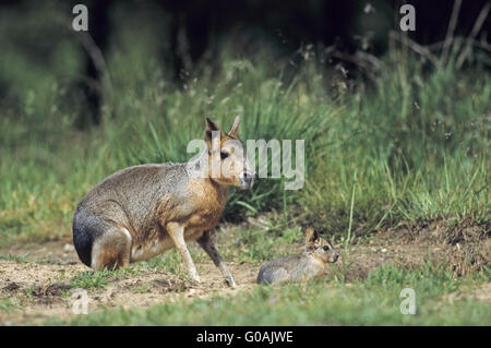 Weibliche patagonischen Mara erhält die Welpen Stockfoto