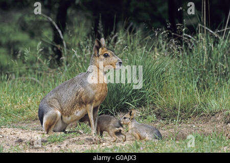 Weibliche patagonischen Mara erhält die Welpen Stockfoto