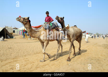 Indischer Junge mit Kamelen bei Pushkar Camel fair Stockfoto