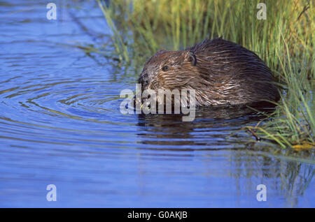 Amerikanischen Beaver Kit Fütterung Weidenruten Stockfoto