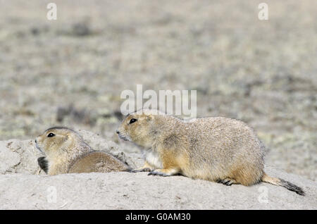 Schwarz-angebundene Graslandhunde am Eingang der Höhle Stockfoto