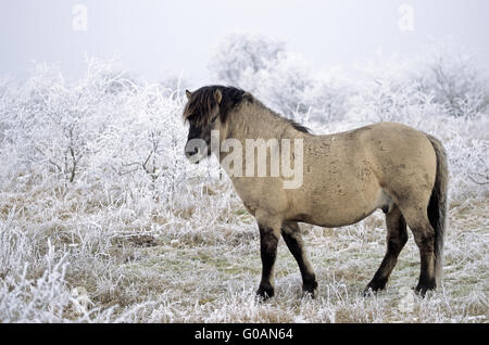 Teufel Horse Hengst stehen Warnung im Raureif Stockfoto