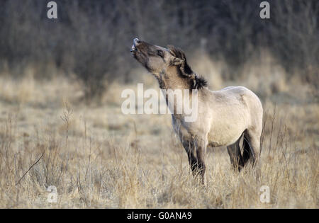 Teufel Horse Hengst ein Jahr alt flehming Stockfoto