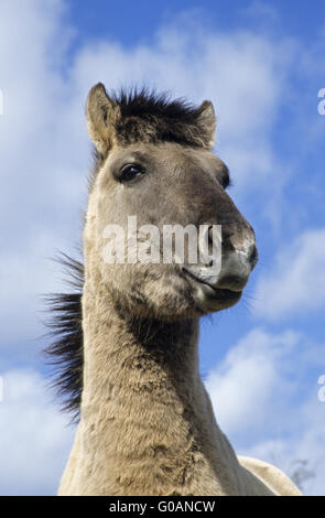 Teufel Pferd Porträt eines Hengstes Stockfoto