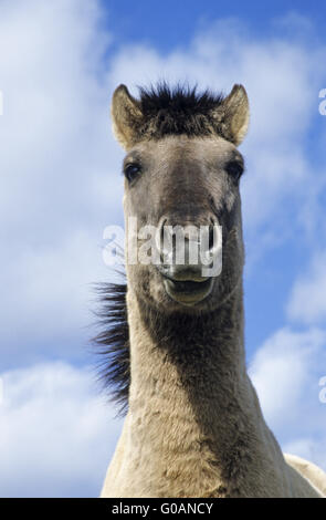 Teufel Pferd Porträt eines Hengstes Stockfoto