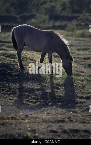 Teufel Horse Hengst in Grasland Weiden Stockfoto