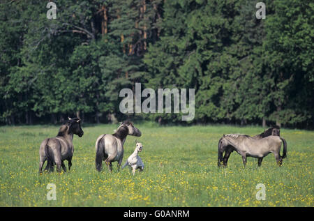 Teufel Horse Hengst Stute und Fohlen angreifen Stockfoto