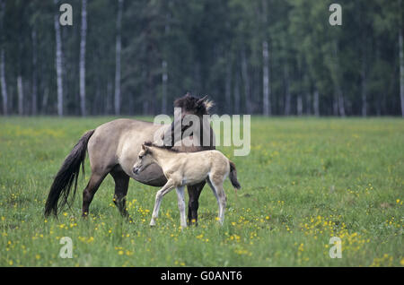 Teufel-Horse-Stute mit Fohlen auf einer Wiese Stockfoto