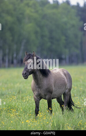 Teufel Horse Hengst beobachtet aufmerksam seine Herde Stockfoto