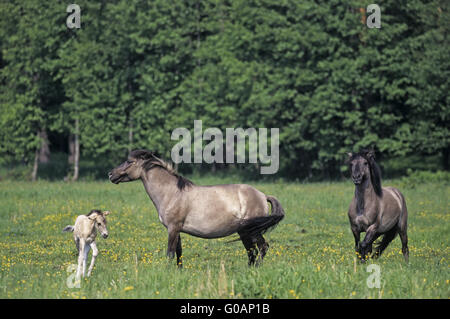 Teufel Horse Hengst Stute und Fohlen angreifen Stockfoto